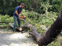 Best Lot and Land Clearing  in Robins Af, GA