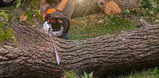 Best Hazardous Tree Removal  in Robins Af, GA