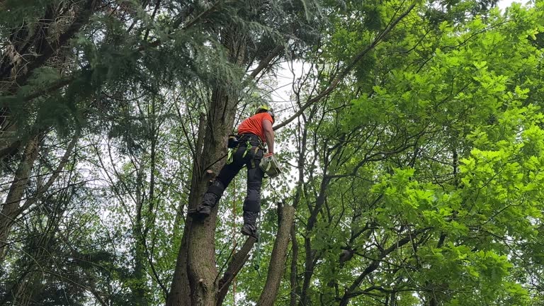 Best Seasonal Cleanup (Spring/Fall)  in Robins Af, GA