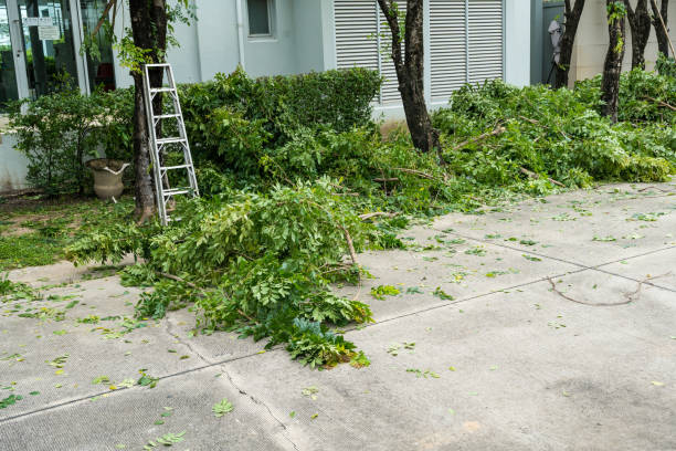 Best Fruit Tree Pruning  in Robins Af, GA