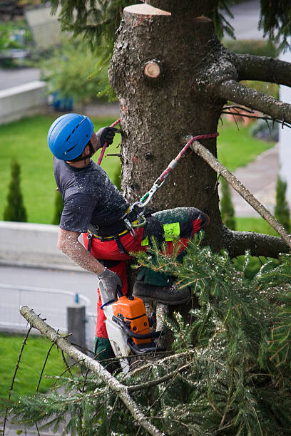 Best Tree Cabling and Bracing  in Robins Af, GA