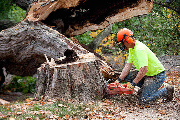 How Our Tree Care Process Works  in  Robins Af, GA