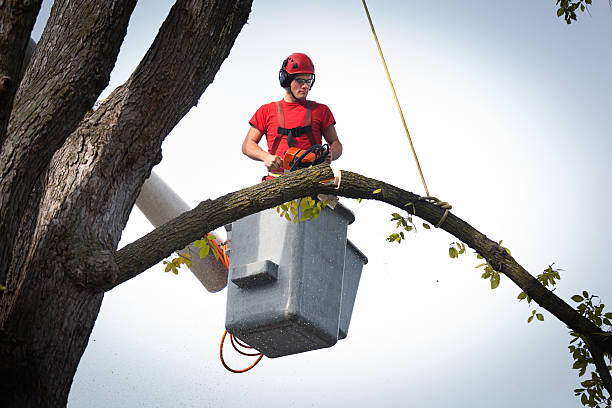 Best Tree Removal  in Robins Af, GA