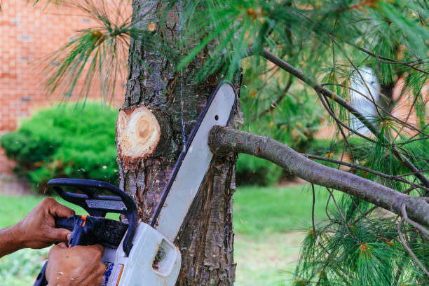 Best Palm Tree Trimming  in Robins Af, GA